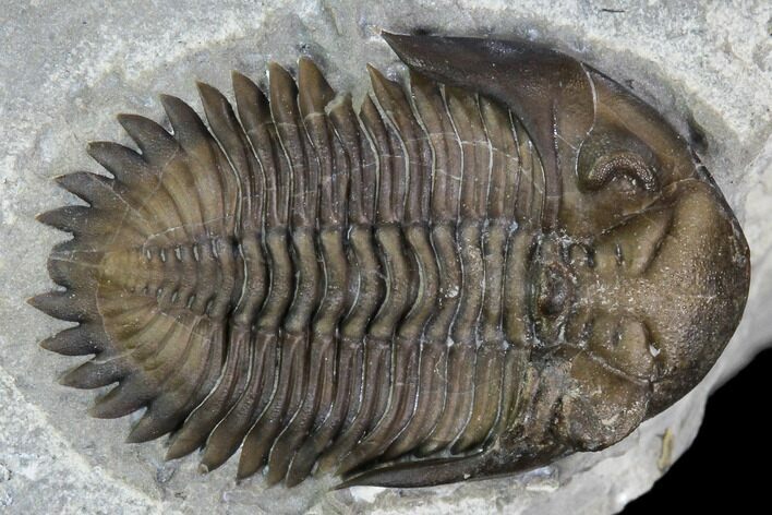 Greenops Trilobite - Hungry Hollow, Ontario #107539